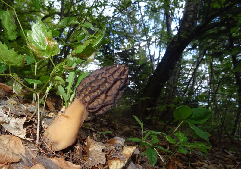 Morchella elata